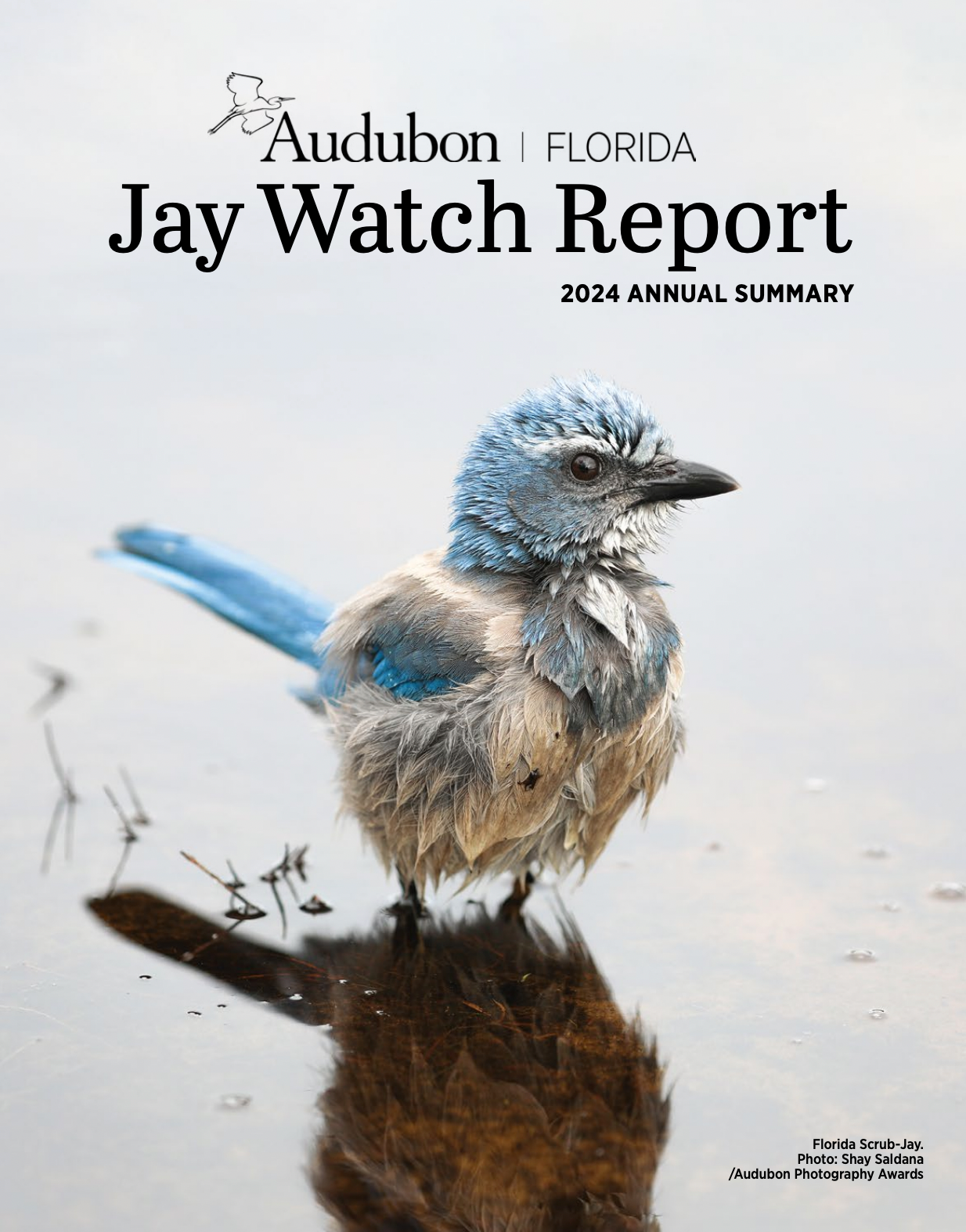 Cover of the 2024 Jay Watch Report, with a scrub jay standing in water